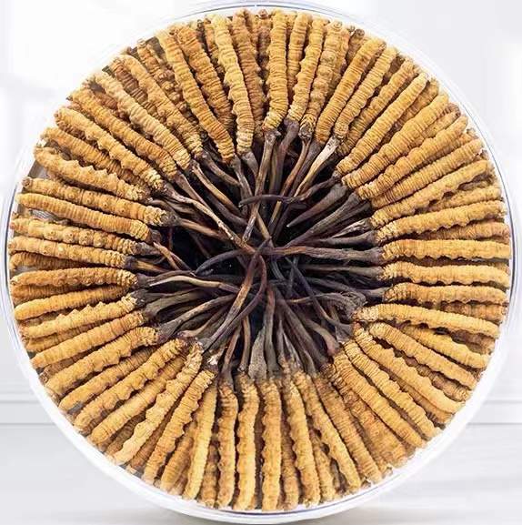 扶余冬虫夏草回收